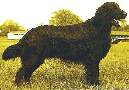 Damases Tarquol of Ryshot | Flat-Coated Retriever 