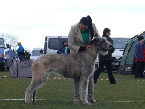 Absolut Icon Roan Inish | Irish Wolfhound 