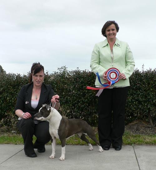 Mischiefmaka Im Devine | American Staffordshire Terrier 