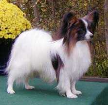 Caratoots Captain Courageous | Papillon 