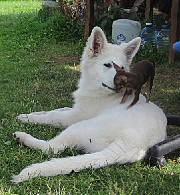 Daring Pegasus Energy | White Swiss Shepherd Dog 