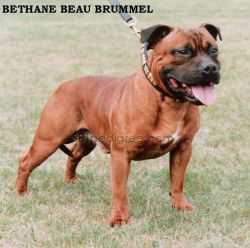 Bethane Beau Brummell | Staffordshire Bull Terrier 