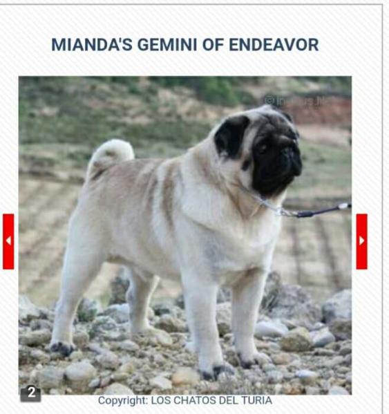 Mianda's gemini of endeavor | Pug 