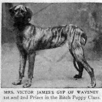 Gyp of Waveney | Great Dane 