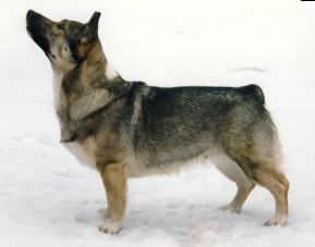 Antimos Antinori | Swedish Vallhund 