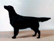 Inkwells Guess My Name | Flat-Coated Retriever 