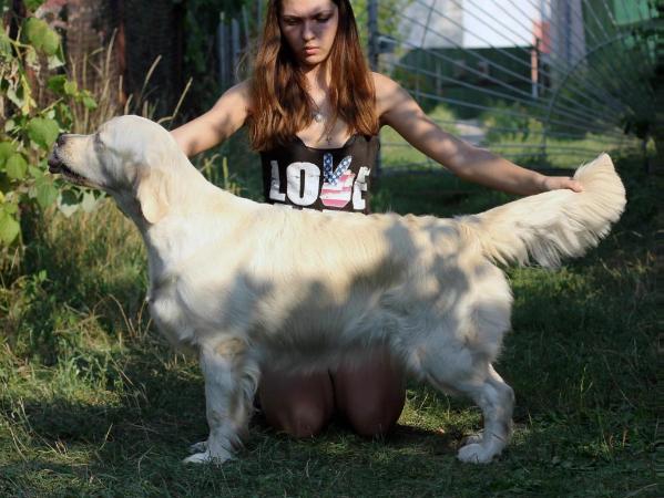 Takara Magic Power | Golden Retriever 