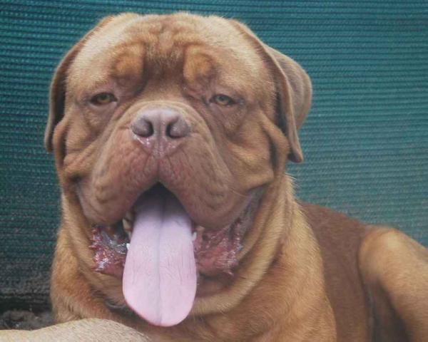 G-Nemo nostalgie de france | Dogue de Bordeaux 