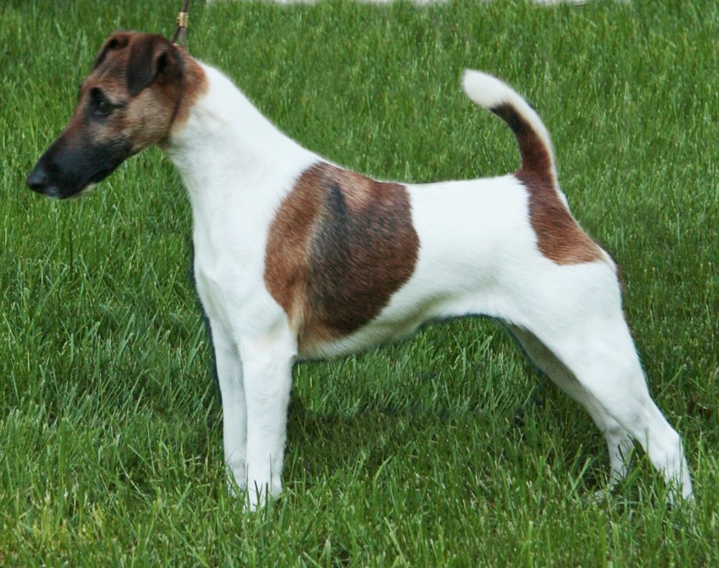 Smooth Fox Terrier