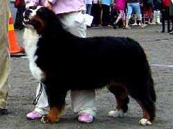 Maroussia Prada-Prinzessa | Bernese Mountain Dog 