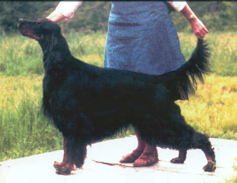 Tri-Sett Highly Thought Of | Gordon Setter 