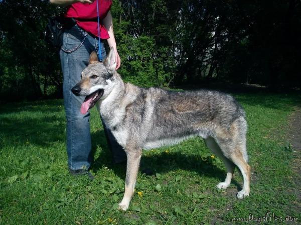 Epoha viktorii atila | Czechoslovakian Wolfdog 