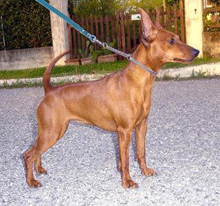 Mercedes vom kosslbachtal | Miniature Pinscher 