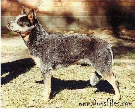 CORYVLE BLUE MISS CHIFF | Australian Cattle Dog 
