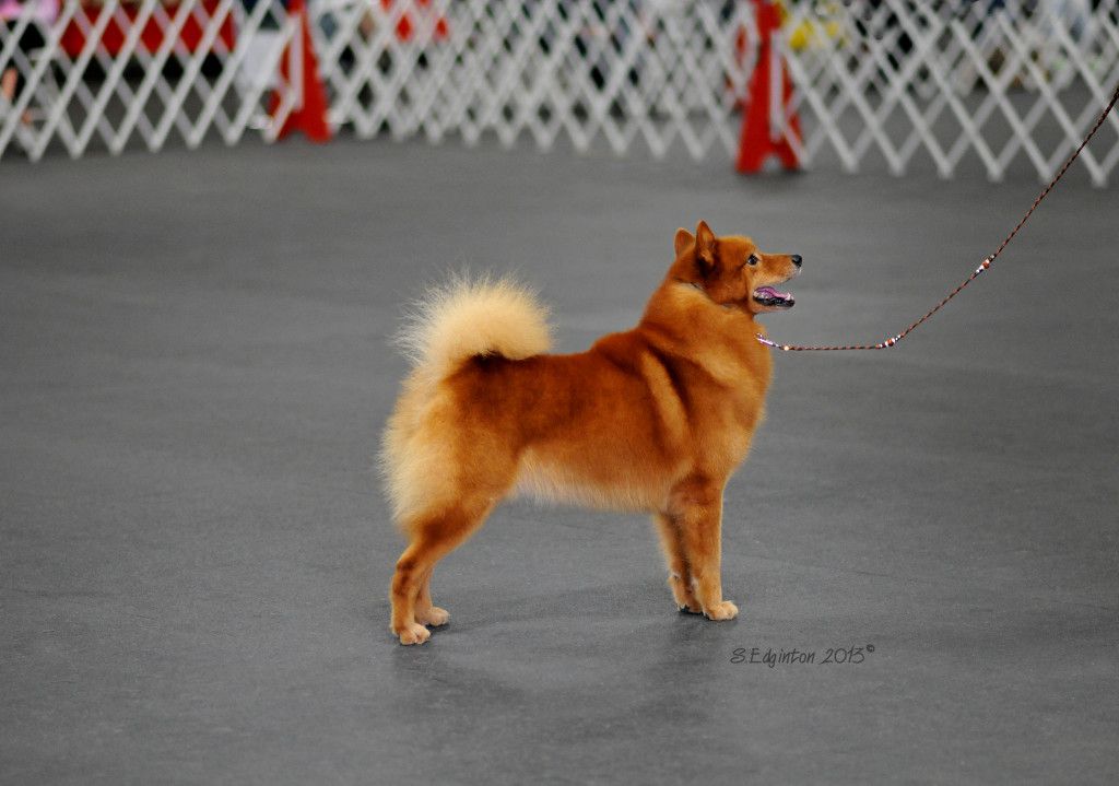 Finkkila's Tuk | Finnish Spitz 