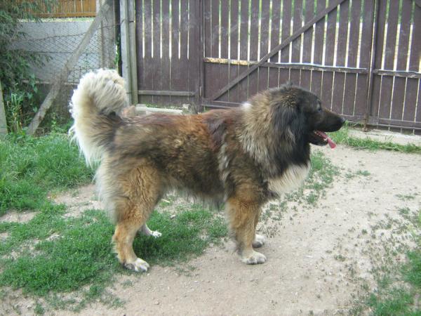 Dermina Alex Rocco | Caucasian Mountain Dog 