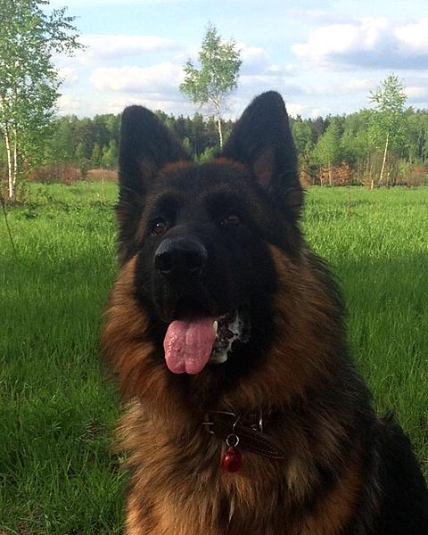 Ziben Vind  CHemberlen | German Shepherd Dog 