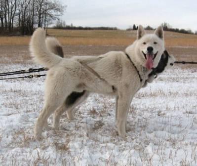 Hero of Arcticsun | Siberian Husky 