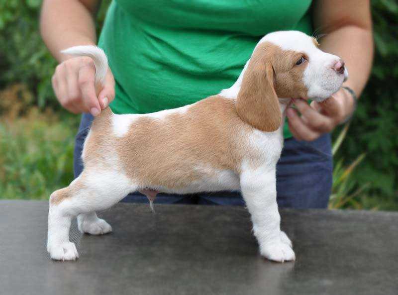 Diósgyori-Ozugró Carlo Peddy | Beagle 