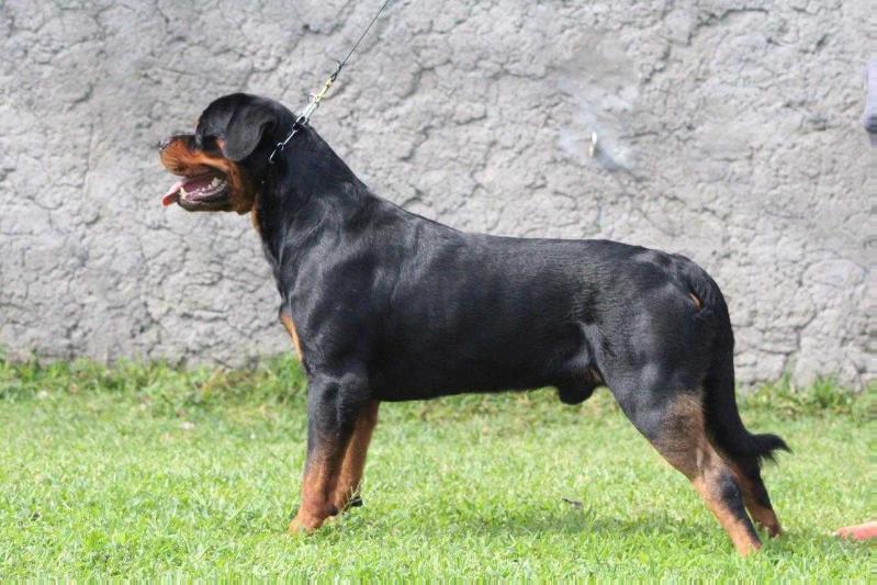 Magnum (Mejía) | Rottweiler 