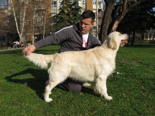 Silkstyle Eliott | Golden Retriever 