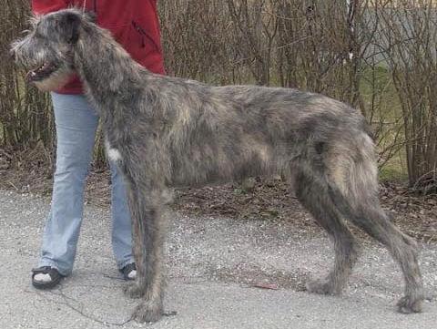 Foresight Lizton | Irish Wolfhound 