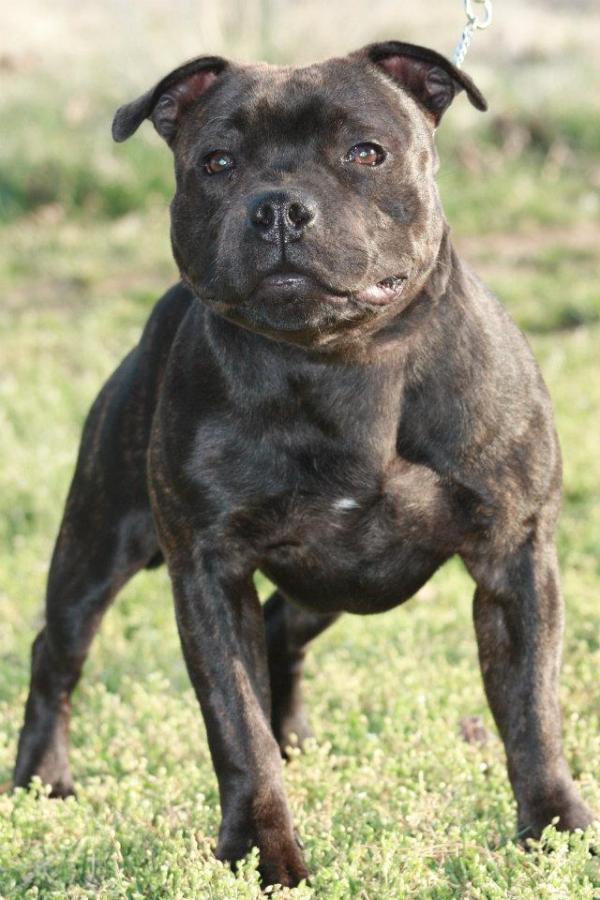 Hopyard's fully Monty of Jem's | Staffordshire Bull Terrier 