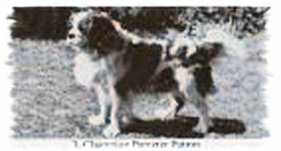 Pargeter Patron | Cavalier King Charles Spaniel 