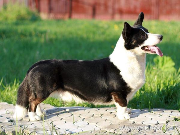 Blondie`s QUIZMASTER | Cardigan Welsh Corgi 