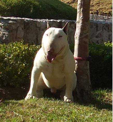 Bohemio Iron Heart | Bull Terrier 