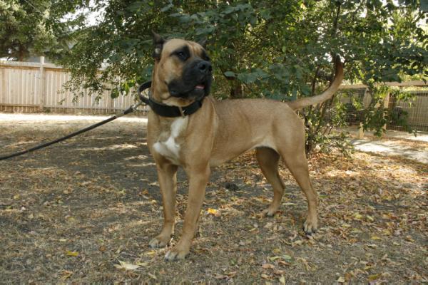 Lexa Estate Guardians Isis | Perro de Presa Canario 