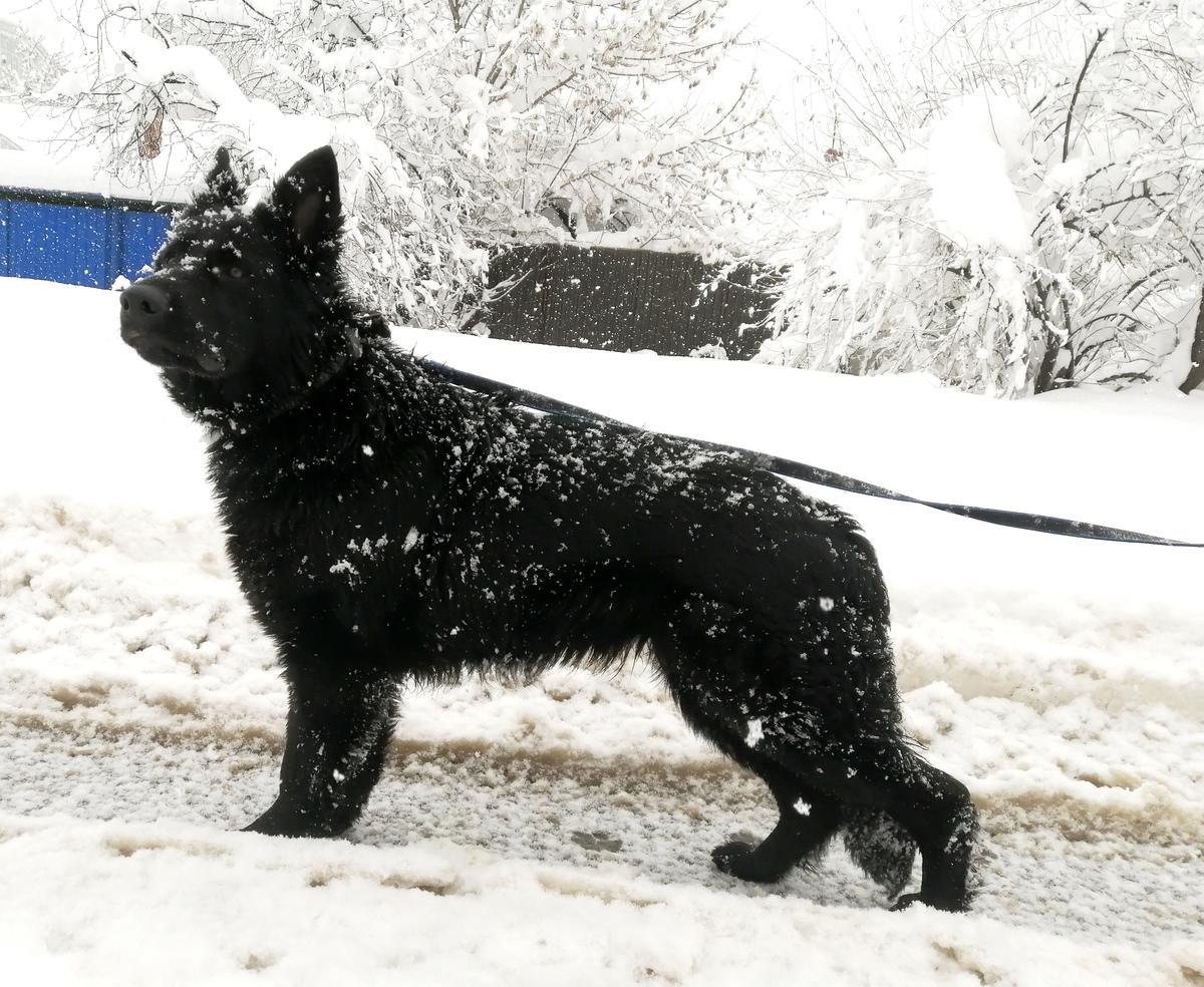 Odri vom Ludwigseck | German Shepherd Dog 