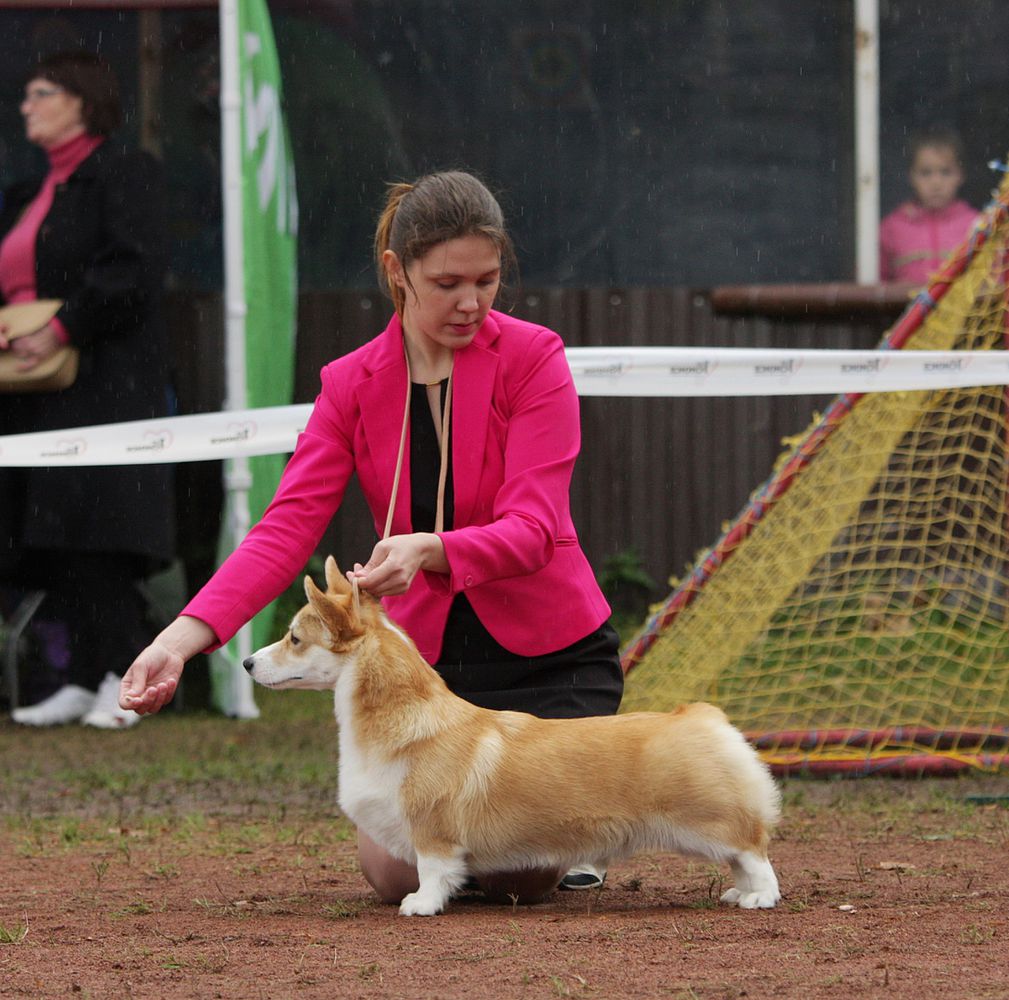 ELFBORG HARVEST MOON | Pembroke Welsh Corgi 