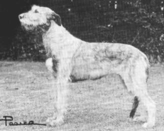 Bokra Mystic | Irish Wolfhound 