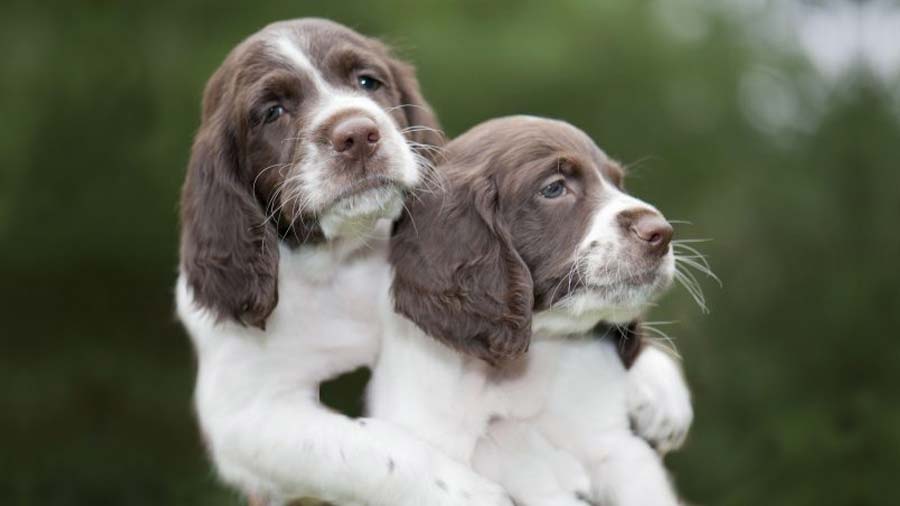 French Spaniel