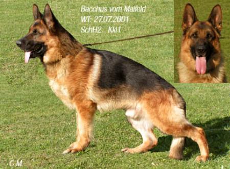 Bacchus vom Maifeld | German Shepherd Dog 