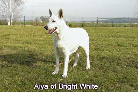 Aiya of Bright White | White Swiss Shepherd Dog 