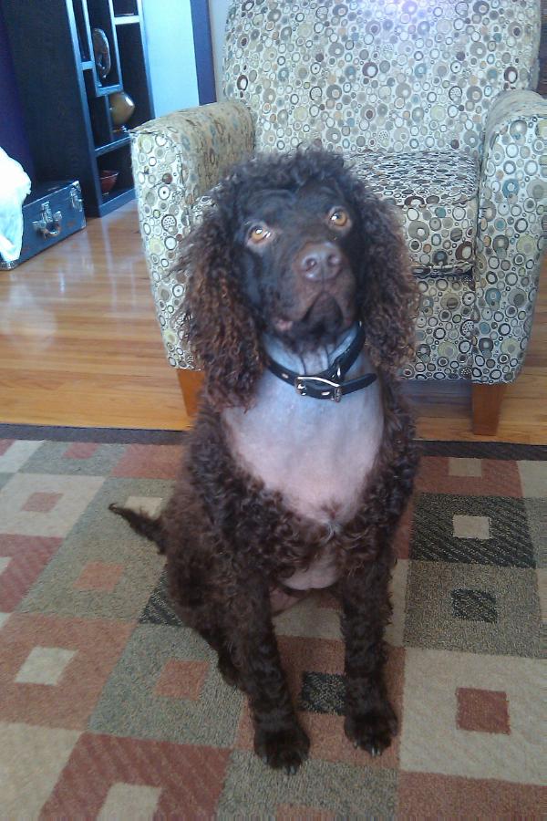 Korby-Rescue | American Water Spaniel 