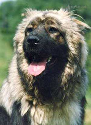 Dimona | Caucasian Mountain Dog 