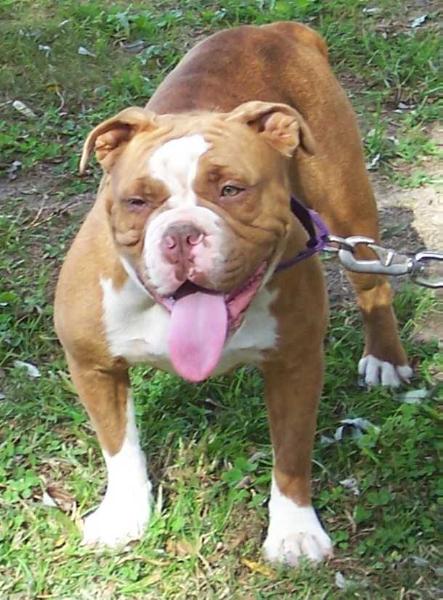 Bravo Zulu's Shebia | Olde English Bulldogge 