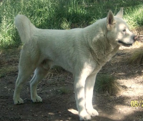 Allens White Fang | Akita 
