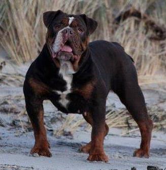 Ostergaard's Kage | Olde English Bulldogge 