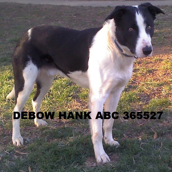 Debow Hank ABC 365527 | Border Collie 