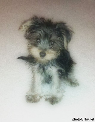 Gizmo | Yorkshire Terrier 
