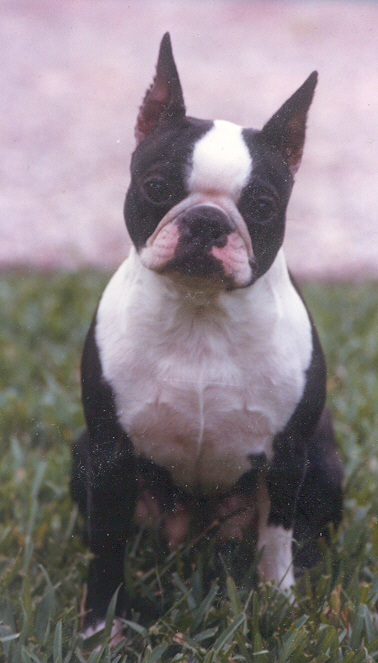 What's Up Tiger Lily | Boston Terrier 