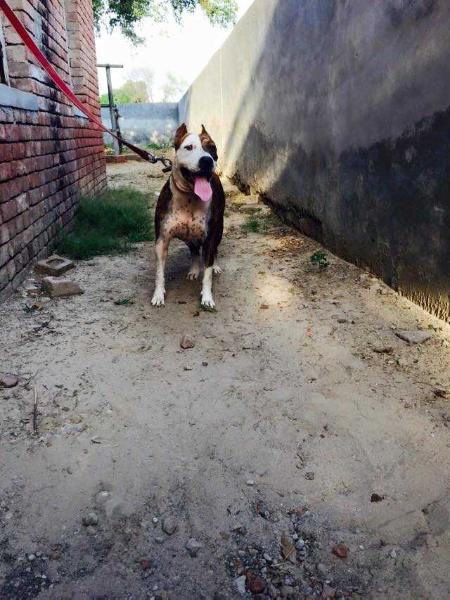 Roxy | American Staffordshire Terrier 