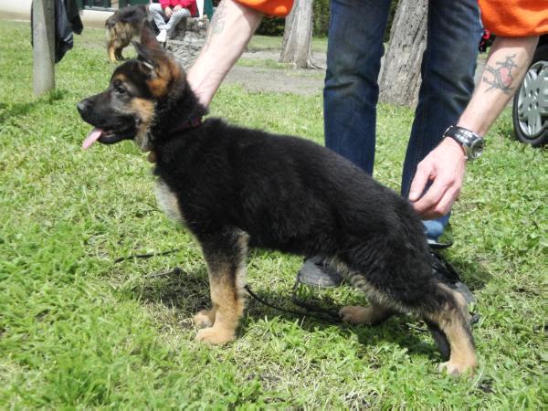 Hermes des nacres de venus | German Shepherd Dog 