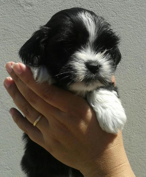 Shaq La Mattina D'oro | Lhasa Apso 