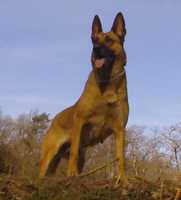 Mirza [Dhr. E.L. Huisman, Geleen](BRN 5547) | Belgian Malinois 