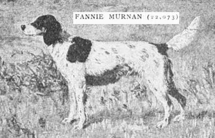 Fannie Murnan (022073) | English Setter 